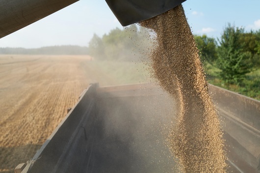 Не украинската, а руска пшеница създава проблеми в Европа