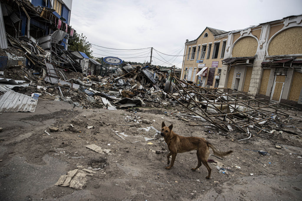  Войната е умъртвила хиляди делфини в Черно море, доста от които съгласно известията са изхвърлени на брега в Турция. 