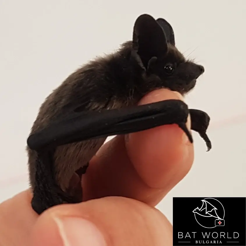  Bat World прилеп 