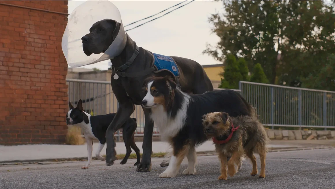 Strays, 18 август