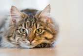 Живеят с нас, но по свои правила - днес е Международният ден на котката