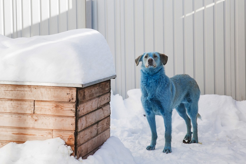 Сини кучета се появиха край изоставен химически завод в Русия