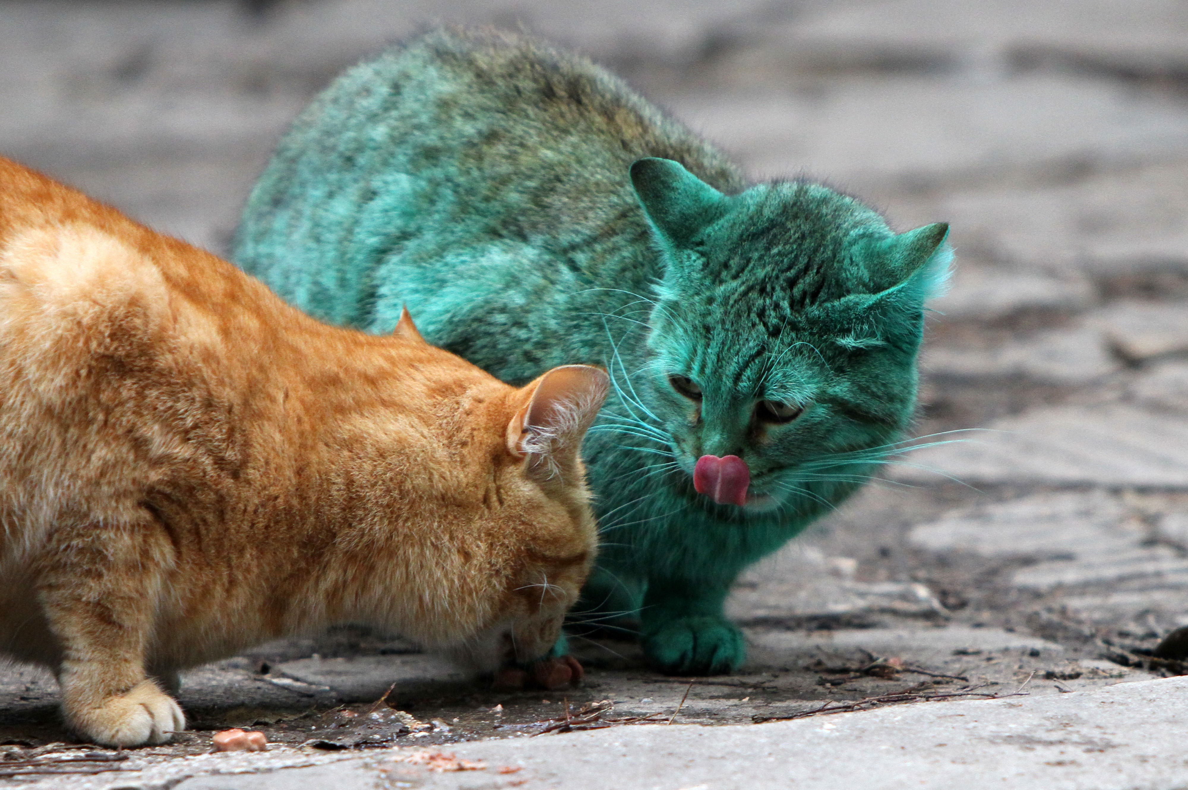 Зеленый котенок