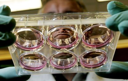 Учени създадоха първите маймуно-човешки ембриони, но експериментът им откри поле за етичен дебат