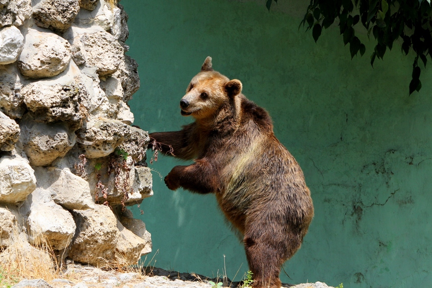 Какво ще се случи с мечката, нападнала жена край Белица