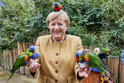 "Исках да кажа още веднъж "Ариведерчи": Ангела Меркел и инвазията на папагалите