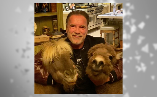 Уиски, Лулу и Шварценегер: Хумор по време на пандемия от Covid-19  