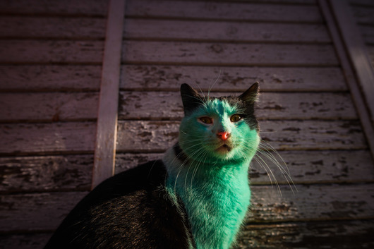 Години по-късно: Във Варна пак се появи зелена котка