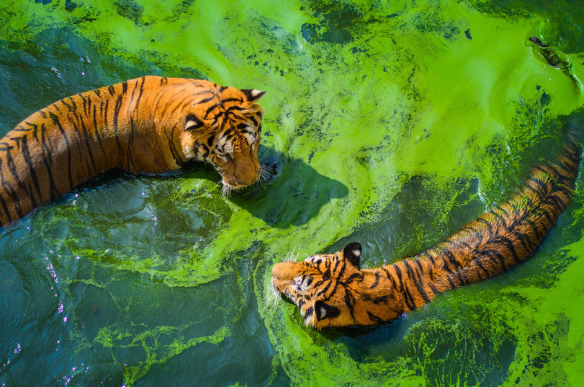 Годината на водния тигър - китайска нова година 