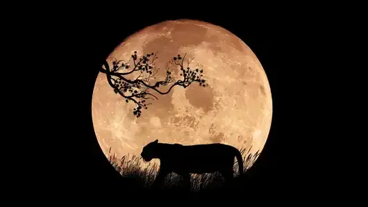 Каква ще е годината на Водния тигър според символиката в китайския календар