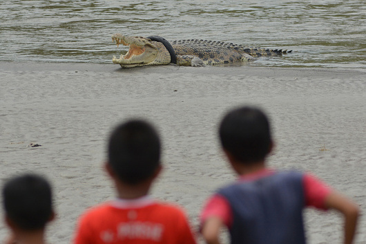 Buaya kalung ban или крокодилът с гумената огърлица от Индонезия