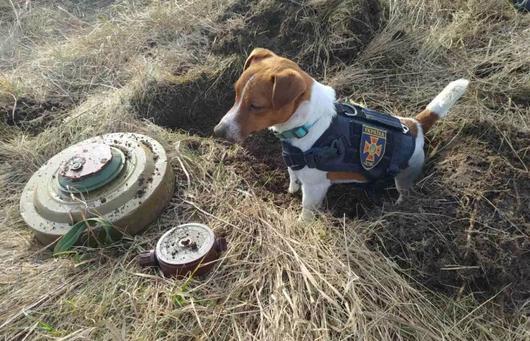 Патрон - кучето-талисман на украинските сапьори