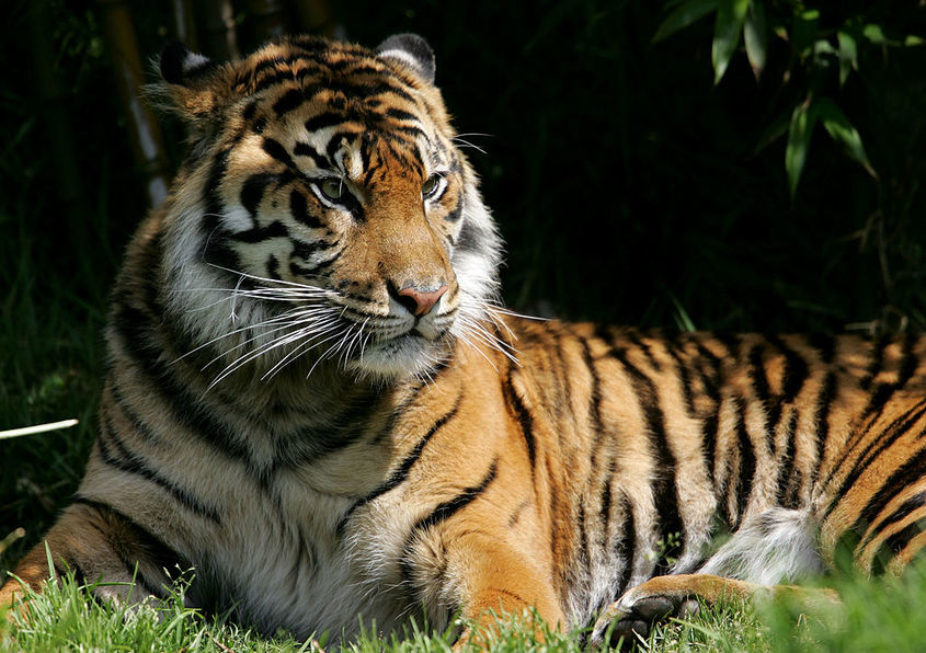 Тигър в американски зоопарк даде положителна проба за коронавирус