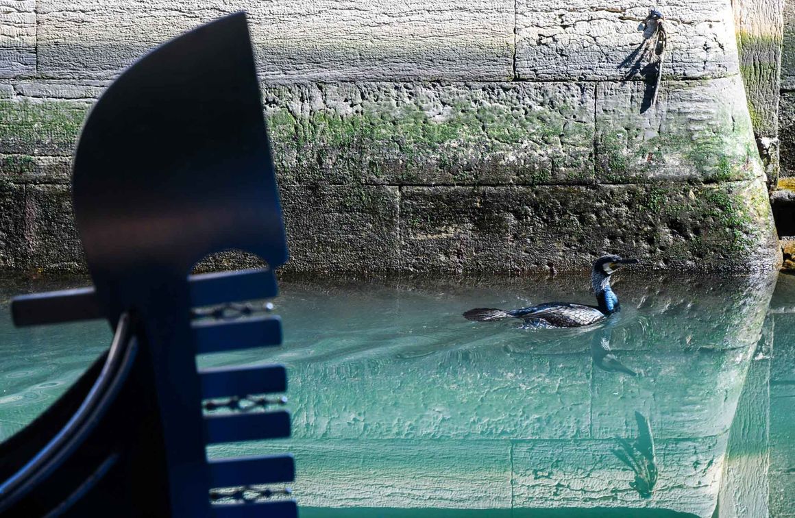 След обявяването на карантината в Италия водата в каналите във Венеция отново се изчисти и местните граждани забелязаха появата на повече птици. 