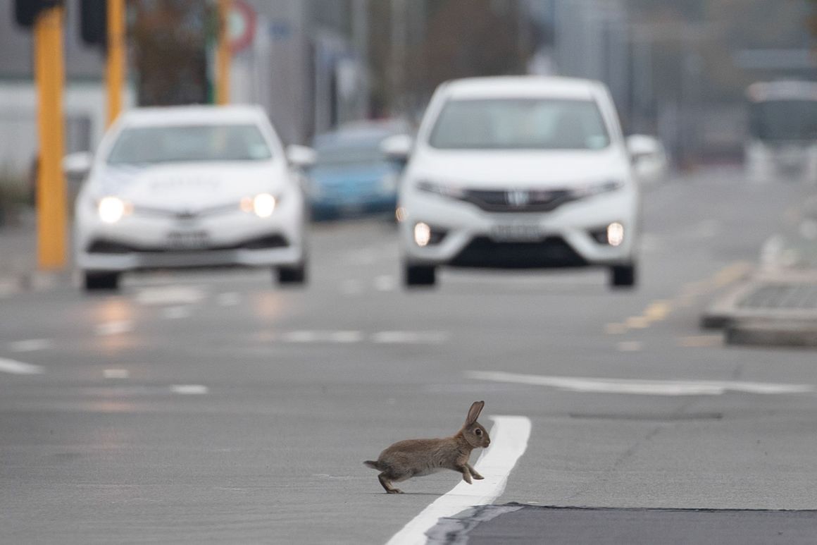 Шест дни, след като на 25 март Нова Зеландия влезе под стриктна карантина, бебе заек бе забелязано да пресича главна улица в Крайстчърч.