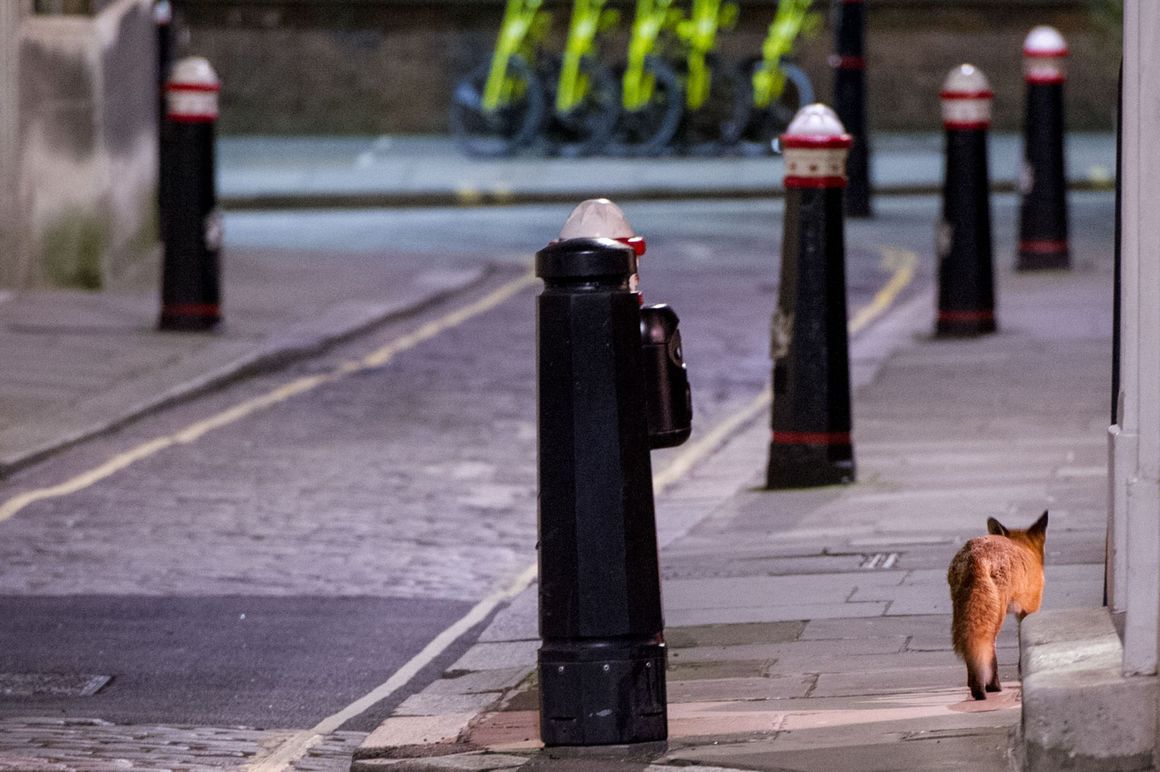 Улиците на Лондон обикновено са пълни с хора, но по време на карантина единственият им обитател на тази снимка от 28 март е спокойно разхождаща се лисица.