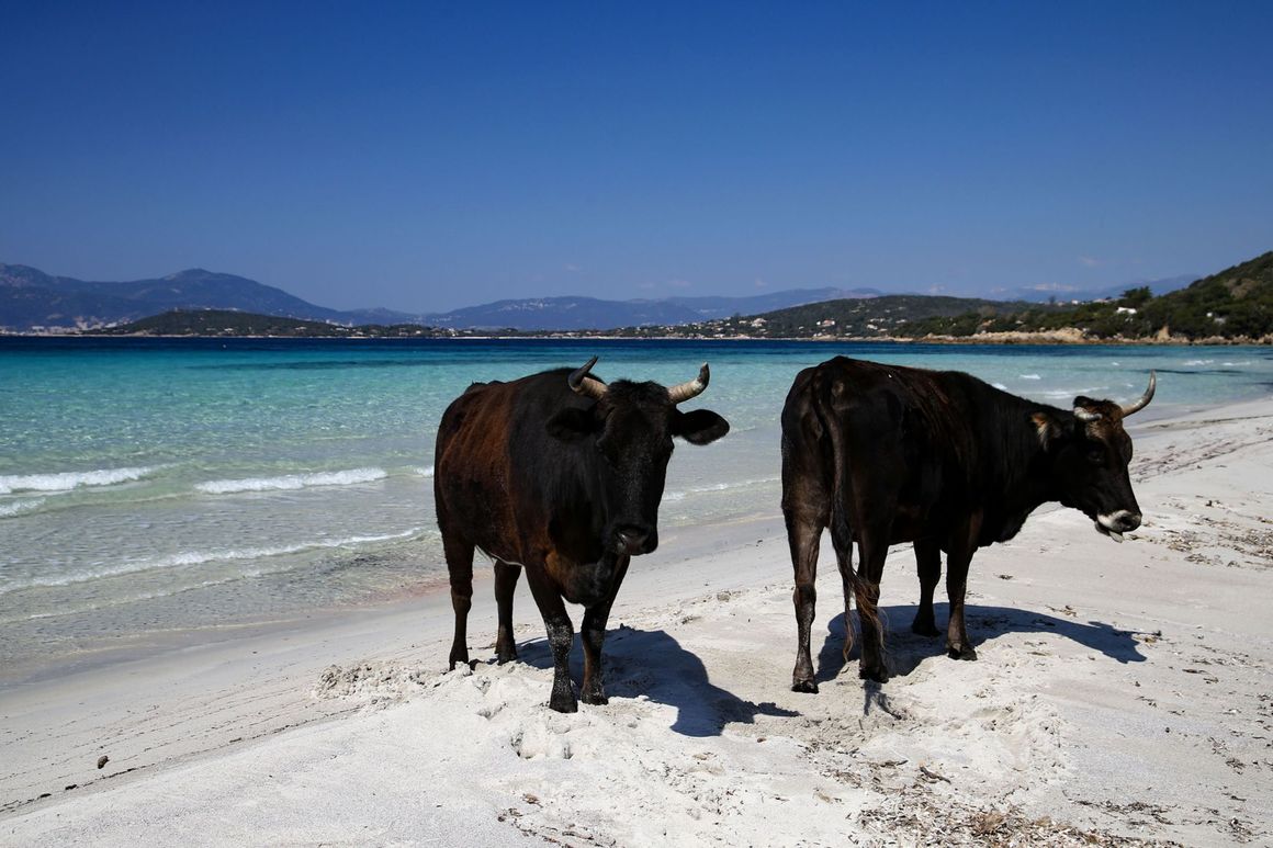 Плажовете на Корсика обикновено са популярна дестинация за туристите, но на 5 април освобождаването им вследствие от извънредното положение във Франция привлече две крави. 