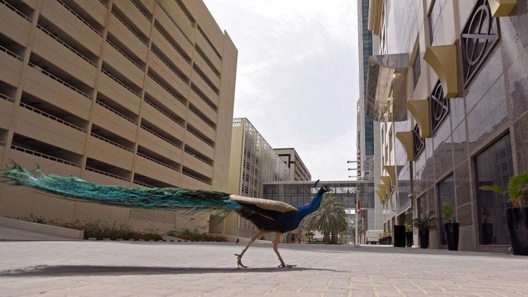 В Дубай почти не могат да бъдат забелязани хора по улиците, но за сметка на това пауни разглеждат града свободно