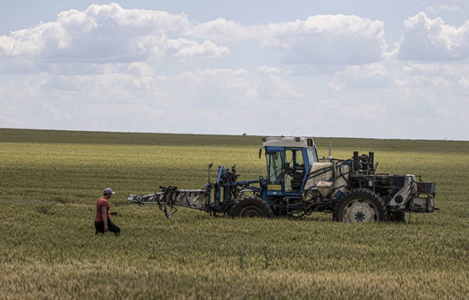Украйна произвежда около 12 от глобалния добив на пшеница като