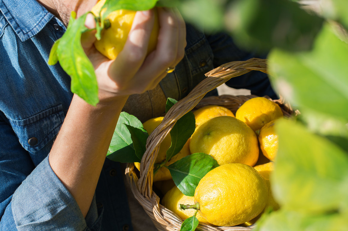 Консумираме повече лимони, отколкото краставици 