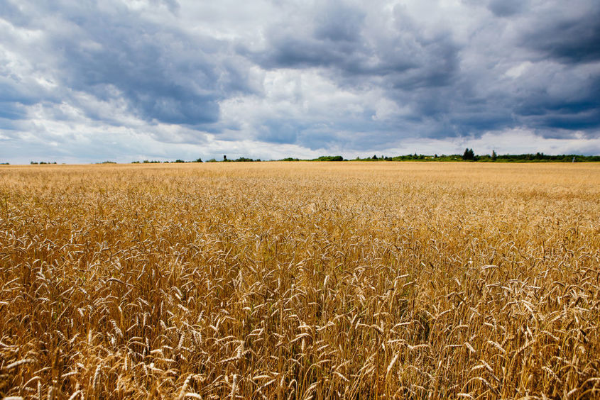 България не иска по-евтиното украинско зърно и храни. Предстои забрана за вноса им