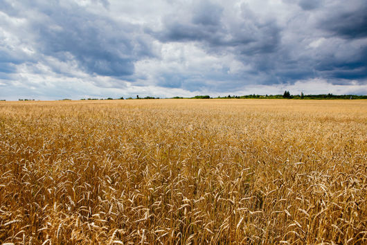 И България обмисля да забрани вноса на зърно и определени