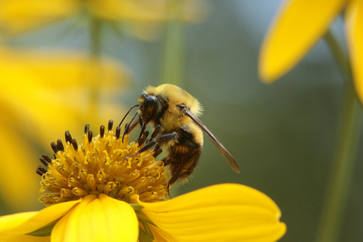 Научна разработка на базата на изкуствен интелект ще предпазва пчелите 