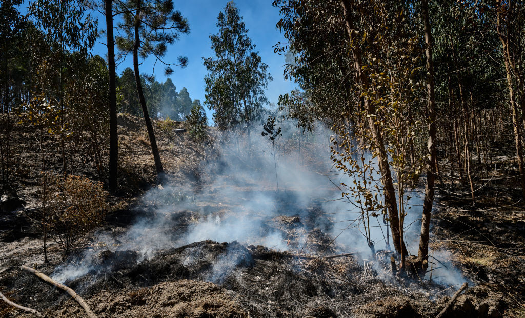 Частично бедствено положение в Чепеларе заради пожар в района на с. Хвойна