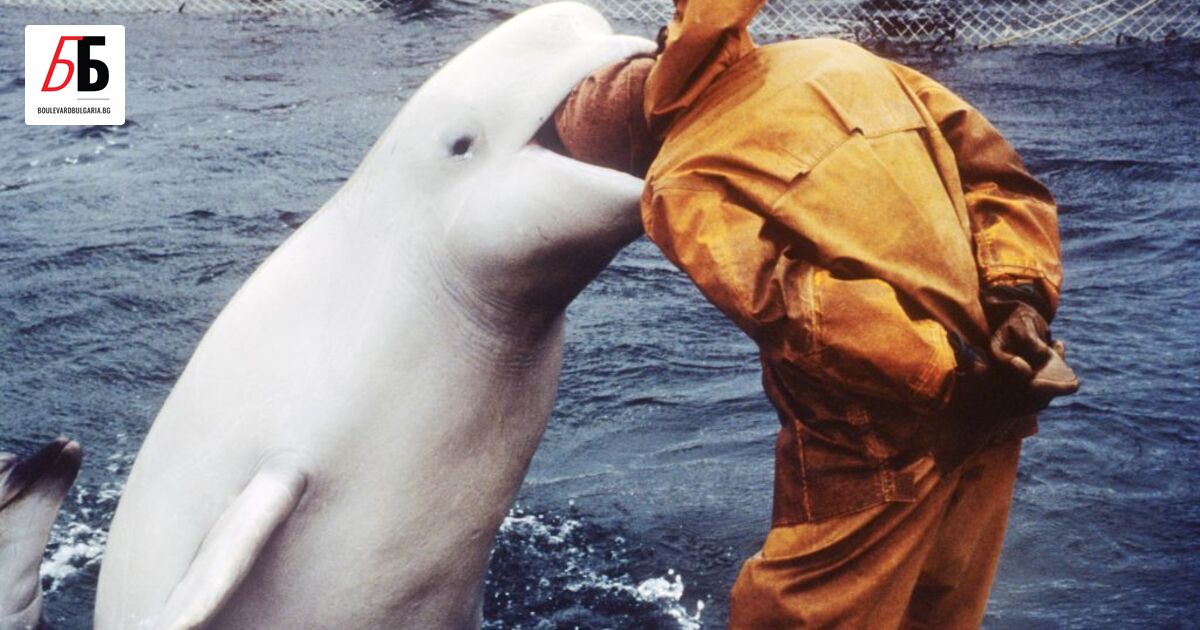 Не знам дали знаете, но има и делфини, които охраняват