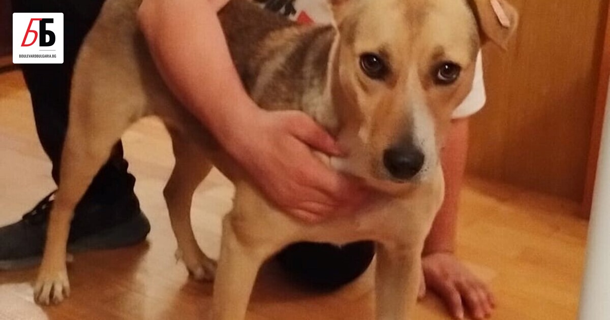 Бездомното куче, което стана талисман на 48 Народно събрание и