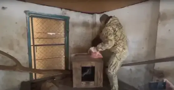 Руската окупация в Херсон се прочу с нелепа кражба на еноти от зоопарка