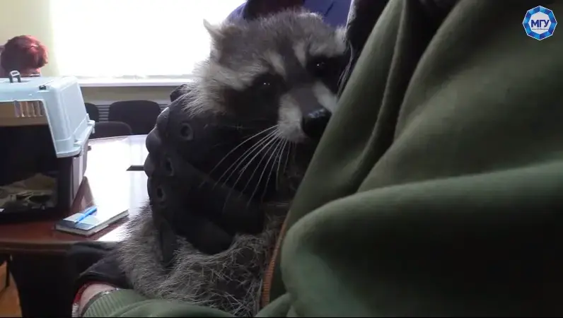 Похитеният енот от Херсон се оказа "студент" в окупирания от руснаците Мелитопол