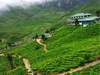Ahmad tea plantation