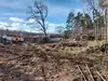 Незаконна сеч в Борисовата градина