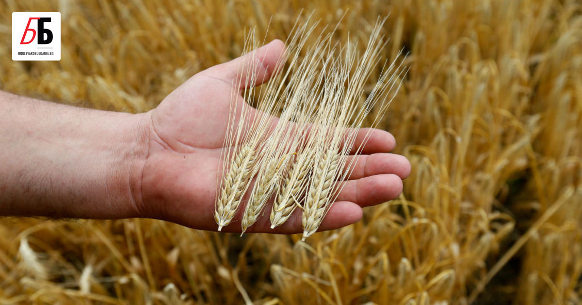 Украйна одобри нова процедура, по която ще изнася царевица, рапица,
