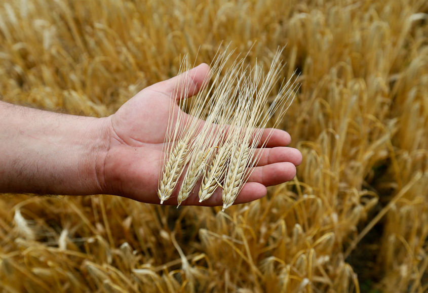Държавата разби мита за "опасното" украинско зърно