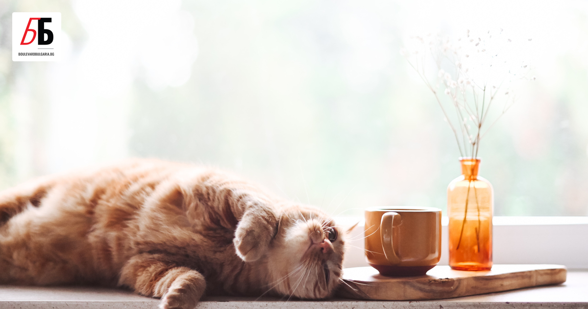 Легендата гласи, че кучето е най-добрият приятел на човека, но