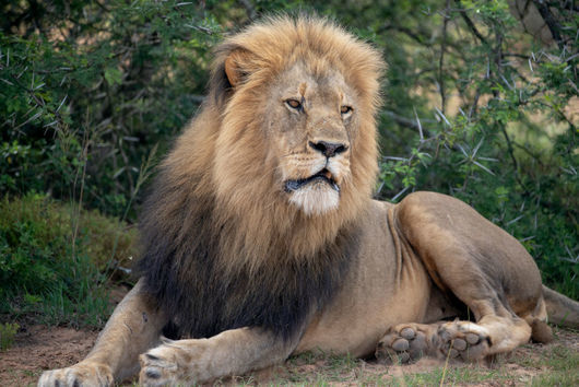 Фермери убиха най-стария мъжки лъв в Африка
