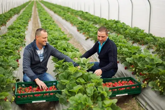 Kaufland предлага български плодове и зеленчуци от 16 региона у нас