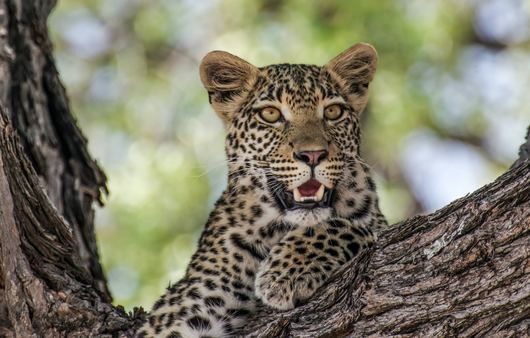 Леопард избяга от клетката си в зоологическата градина в Стара