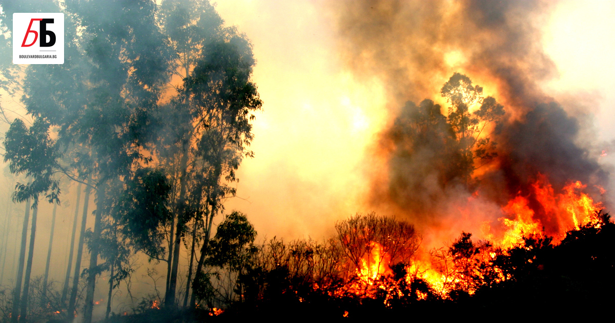 Броят на загиналите в горските пожари на Хавайските острови се