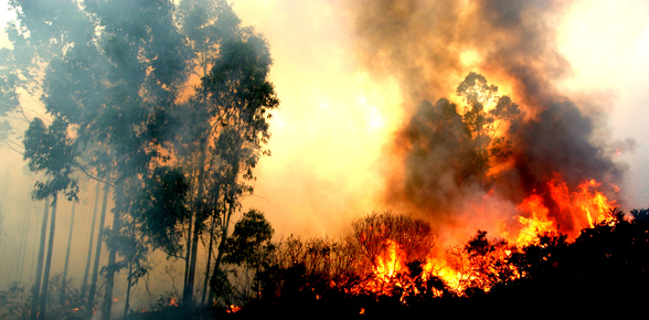 Броят на загиналите в горските пожари на Хавайските острови се