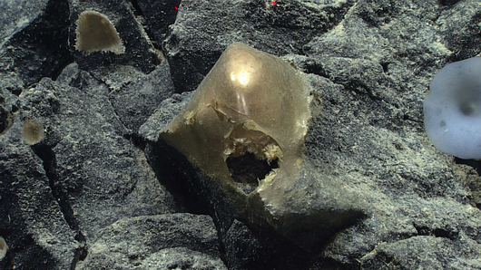 Неизвестен златен обект приличащ на яйце е открит на океанското