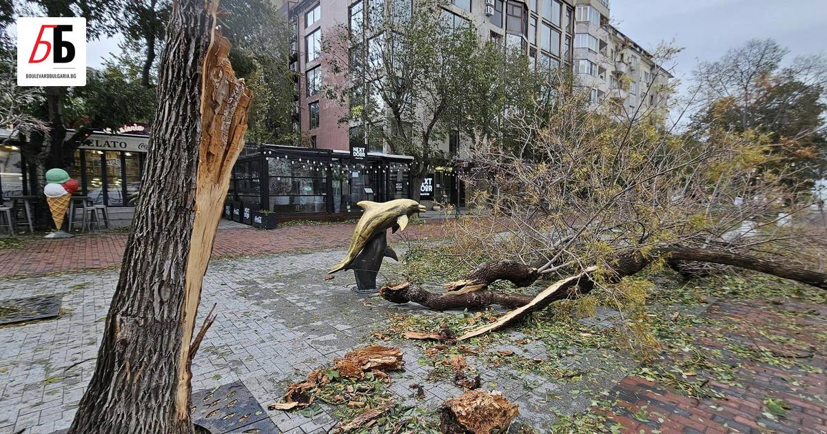 Събраната след бедствието във Варна дървесина ще се раздава на