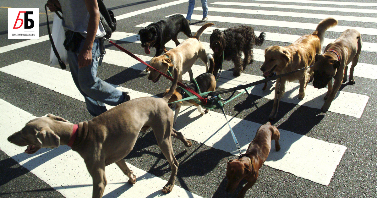 ДНК тестове ще са новото оръжие за борба с кучешките