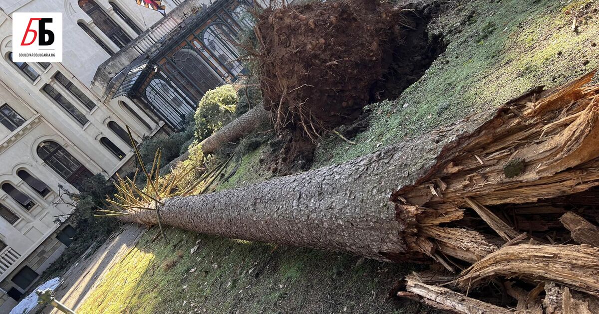 Силният вятър в София е съборил два големи бора до