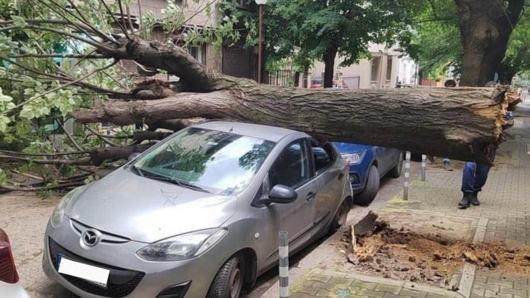 Дърво падна върху автомобил на ул Марин Дринов в близост