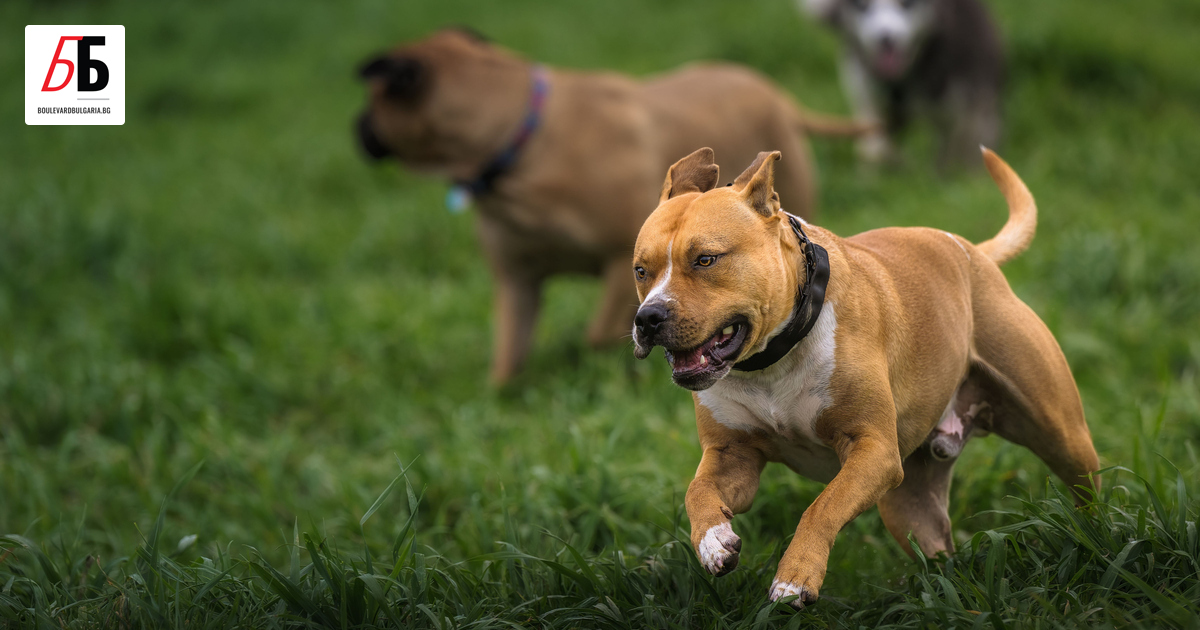 36-годишна жена е изгубила живота си, след като е нападната