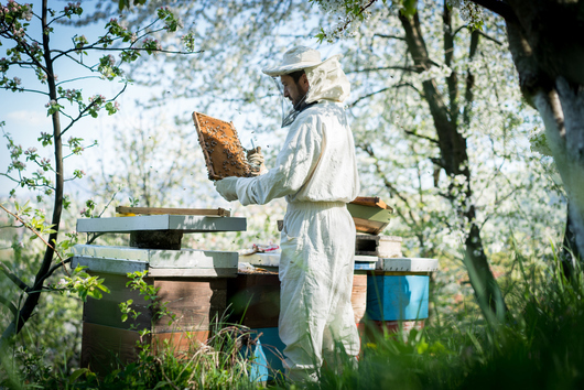 „Пчеларски университет“ – училище за хората с любов към пчелите