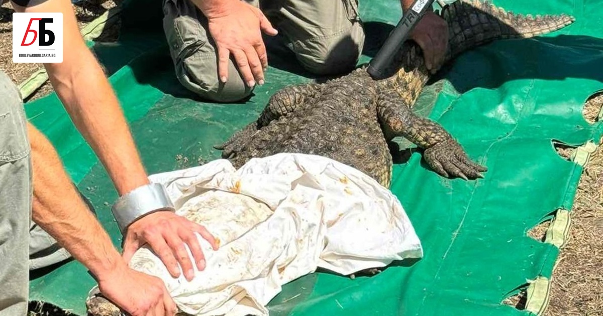 Крокодилът, който беше открит в дупка край Ботунец, не е